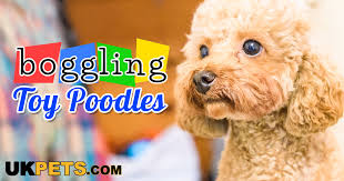 are toy poodles good family dogs uk pets