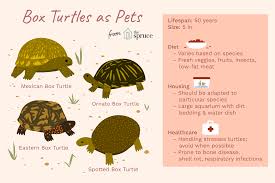 A Guide To Caring For North American Pet Box Turtles