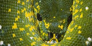 Green tree python | Smithsonian's National Zoo and Conservation Biology  Institute