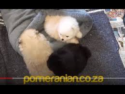 old pomeranian toy pom puppies playing