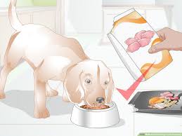How To Switch Dog Foods Gradually 13 Steps With Pictures