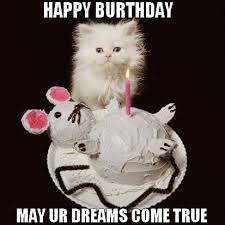 Image result for cat birthday meme