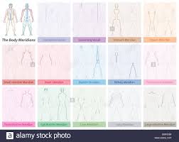 Body Meridian Chart With Names And Different Colors