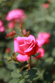 rose pink roses flowers beautiful