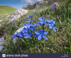 Gentiana Terglouensis High Resolution Stock Photography and ...