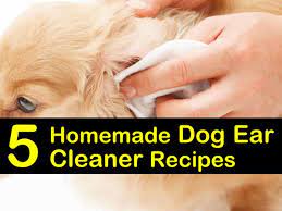 5 homemade dog ear cleaner recipes