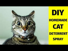 diy homemade cat deter spray made