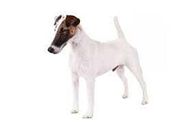 Smooth Fox Terrier Dog Breed Information