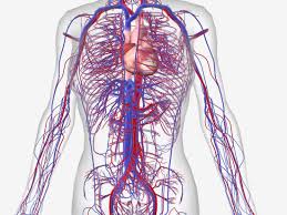 15 Circulatory System Diseases Symptoms And Risk Factors