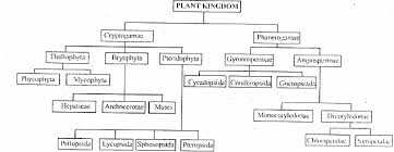 Biology Class 11 Plant Kingdom