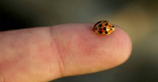 Why You See Ladybugs In Your House During Winter Unc Tv