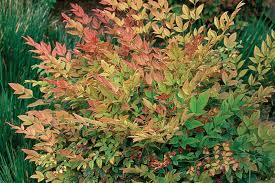 Taller varieties are great for the back of the border. 10 Drought Tolerant Shrubs Finegardening