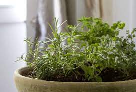 Small Space Diy Countertop Herb Garden