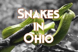 28 snakes in ohio pictures and