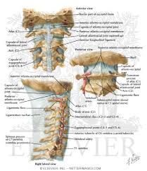 Seven cervical vertebrae in the neck, twelve thoracic vertebrae in the torso and five lumbar vertebrae in the lower back. Cervical Anatomy Physiopedia
