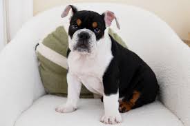 5 types of bulldogs for families