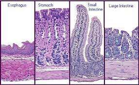 It is connected to the small intestine by a section of bowel called the cecum. Ch23 General Digestive Histology