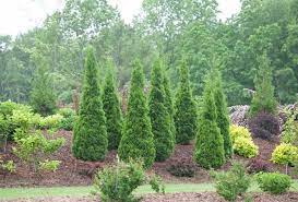 Top 15 Privacy Bushes For Your Garden