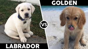 Your daily dose of cute dogs & puppies videos. Labrador Vs Golden Retriever Youtube