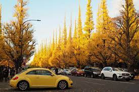 Tokyos Top Ginkgo Tree Destinations - Things to Do - Japan Travel
