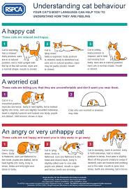 Maybe you would like to learn more about one of these? Cats Understanding Their Body Language Rspca