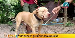 เจ้าไจแอนท์” สุนัขขย้ำเจ้าของถึงแคมป์ฝึกอยุธยา ไร้ท่าทีดุร้าย : PPTVHD36