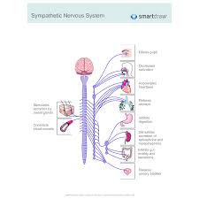 A diagram of the human nervous. Sympathetic Nervous System Diagram