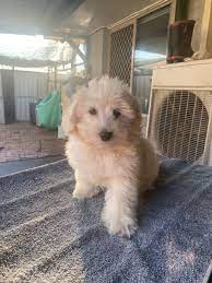 3 month moodle maltese x poodle