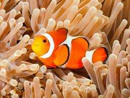 clownfish get their stripes at