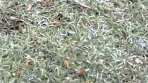 dymondia margaretae silver carpet