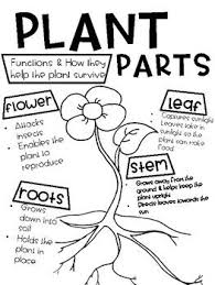 Plant Parts And Functions Anchor Chart Parts Of A Plant