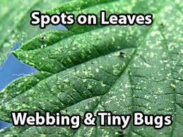 Spider Mites Cannabis How To Identify Get Rid Of It