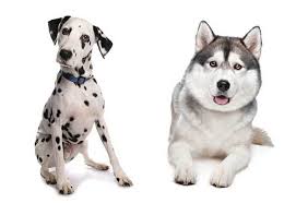 The Dalmatian Husky Mix What Dog Owners Can Expect