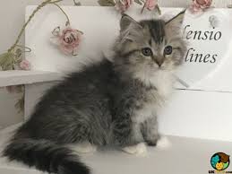 Click here to request more pictures of any discounted kitten below. Ragamuffin Cat Breed Information Uk Pets