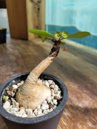 象鼻大戟Euphorbia ramena, 傢俬＆家居, 園藝, 植物及種子- Carousell