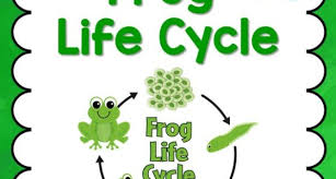 Frog Life Cycle Pre K Pages