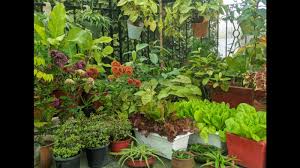 glory of delhi ncr s kitchen gardens