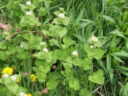 Mallow weeds in landscapes can be especially troubling for many homeowners, wreaking havoc in lawn areas as they seed themselves throughout. Twelve Common Weeds Hgtv