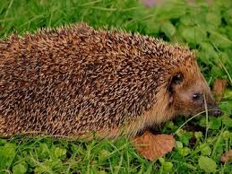 Anna hat im sommer beeren gesammelt. Igel Jungtiere Im Garten Uberwintern