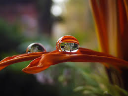 orange petal flower with water droplet