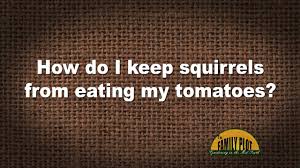 keep squirrels from eating my tomatoes