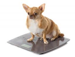 Certain neoplasia or cancer is also associated with your pet's weight. Is My Dog Fat Pawsmetics