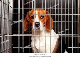 sad beagle dog sits locked in a cage