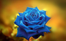 blue rose bokeh blue flowers close