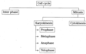 Make A Flow Chart To Show The Cell Cycle And Explain Cell