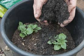 See more ideas about potatoes, planting potatoes, growing potatoes. How To Grow Potatoes Rhs Gardening