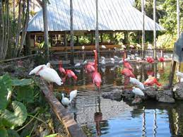 Flamingo Gardens