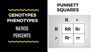 Genotype And Phenotype Ratios And Percents Punnett Square Basics