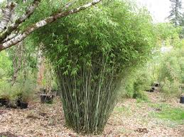 cold hardy clumping bamboo