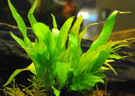 Image result for Aquarium Plants With Simple Alternate Leaf Floating Beneath Water.
